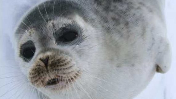 Alaska Sues NMFS for Over Designating Critical Habitat for Ice Seals