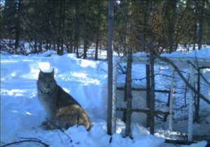 A lynx visits a trap left open by ecologist Knut Kielland. Image-courtesy of Knut Kielland
