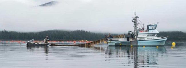 Harvesting kelp in Alaska. Credit: Seagrove Kelp Co.