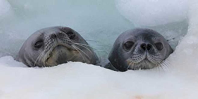 A Weddell seal pup (right) with its mother (left) in a breathing hole in Antarctic ice. Credit: Linnea Pearson (NMFS permit #21006-01, ACA permit #2018-013 M1)