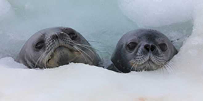 To Cut Costs, Weddell Seal Pups Keep Swimming When Trading in Their Fluff