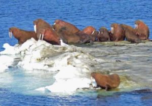 Walrus in the northern Bering Sea. Credit: Liz Labunski, courtesy of US Fish and Wildlife Service.