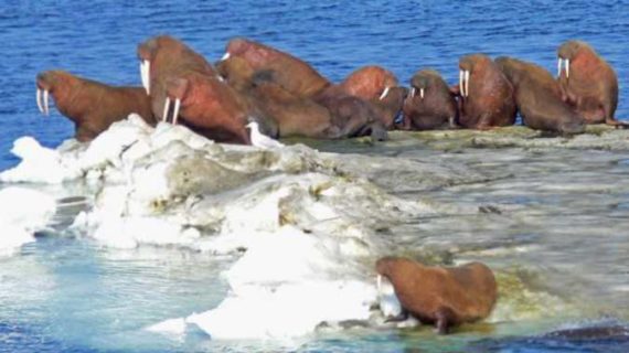 Research Investigates Toxins in Arctic Food Webs and Marine Mammals