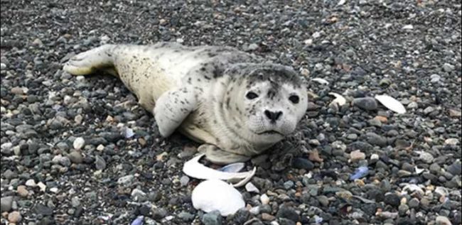Harbor seal pup on beach near Lynn Canal in Juneau, Alaska. NOAA Permit 18786.