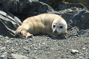 Premature harbor seal pup born with lanugo (natal fur) in Haines, Alaska. NOAA Permit 18786.