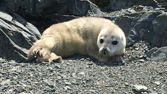 Share the Shore: Harbor Seal Pups