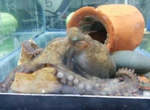 A mother California two-spot octopus, Octopus bimaculoides, near the end of her life.Z Yan Wang