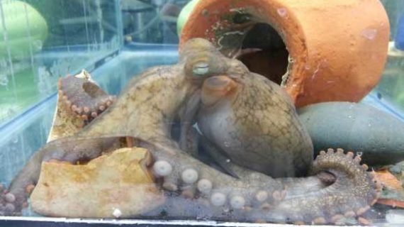 Changes in Cholesterol Production Lead to Tragic Octopus Death Spiral
