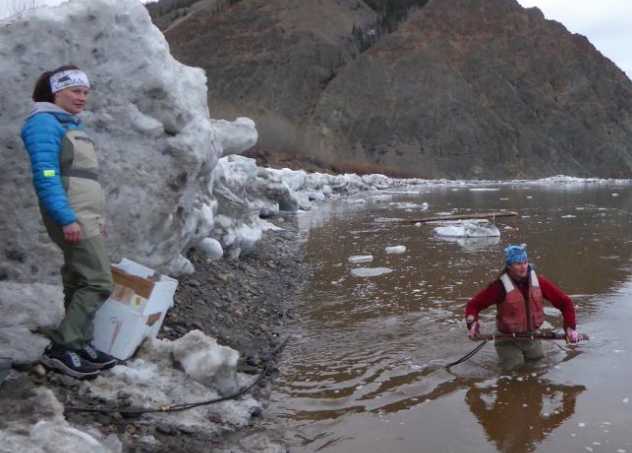 Wading into the icy Yukon River for science