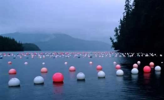 Alaska aquaculture permitting support bolsters new aquatic farm applications