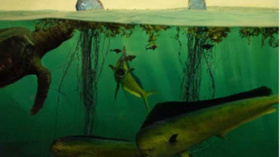 Unchecked global emissions on track to initiate mass extinction of marine life