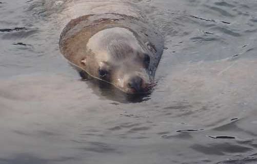 Seal/Sea Lion Haul-Out-Alutiiq Word of the Week-June 12th