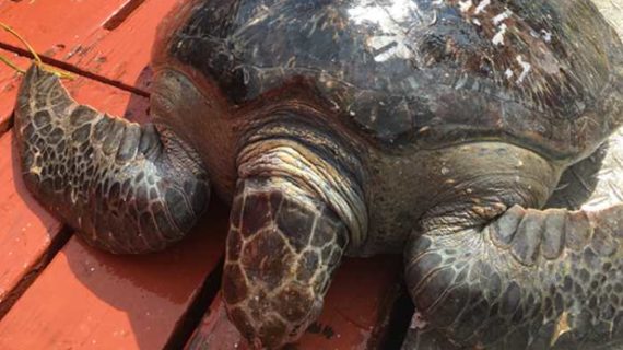 Sea Turtles in Alaska? Yes, We Have Them In the Far North!