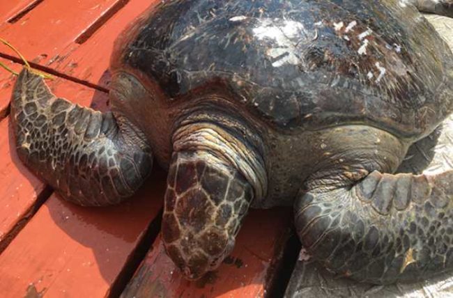 A fishing crew in Alaska rescued this green sea turtle from getting caught in a net just south of Prince of Wales Island on Aug 5, 2020. Photo credit: Ben Dolph.