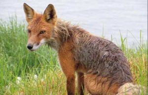 A wet red fox on Round Island looks over its shoulder. (Maria Gladziszewski, ADFG)