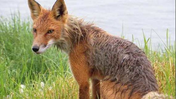 Avian Influenza Detected in a Red Fox in Unalaska