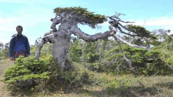 Bonsai trees tell of winters long past