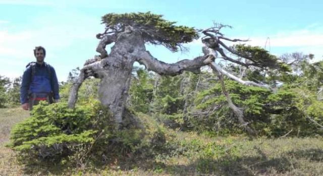 Bonsai trees tell of winters long past