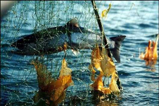 Gara Calls for Alaska First Fish Policy