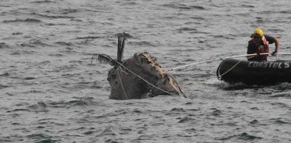 NOAA Announces 2019 and 2020 Confirmed Large Whale Entanglement Numbers