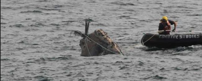 Responders from the Center for Coastal Studies in Provincetown, Massachusetts, attempt to disentangle a North Atlantic right whale. Credit: CCS; Permit No. 18986-04.