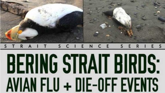 Tracking bird flu in Western Alaska