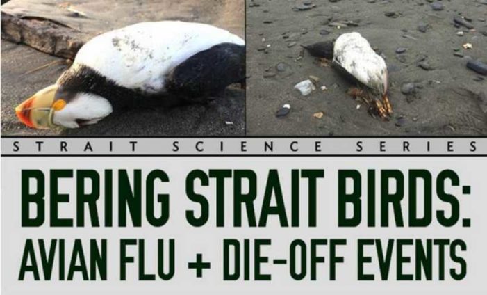 Tracking bird flu in Western Alaska
