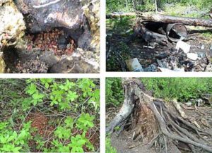 Examples of bear baiting. Image-ADF&G