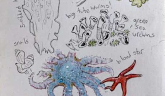 Intertidal drawing workshop brings coastal residents closer to nature