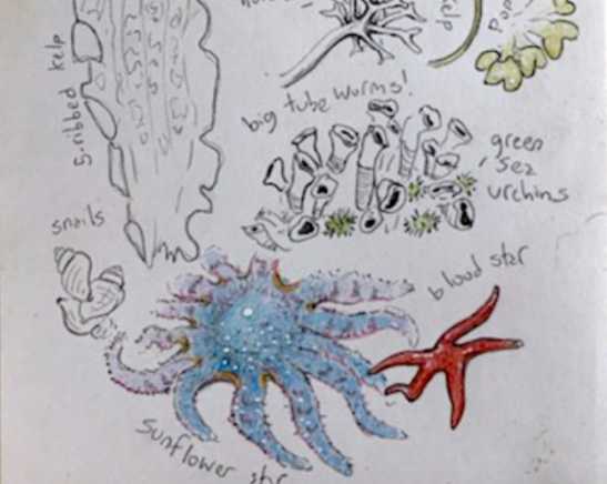 Intertidal drawing workshop brings coastal residents closer to nature