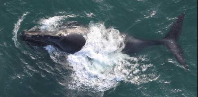 A North Pacific right whale surfaces in the waters off Alaska. Credit: NOAA Fisheries