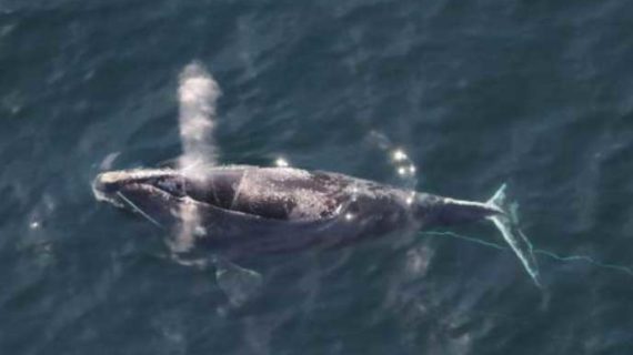 UAF Crew, Unmanned Aircraft Help Protect Endangered Right Whales