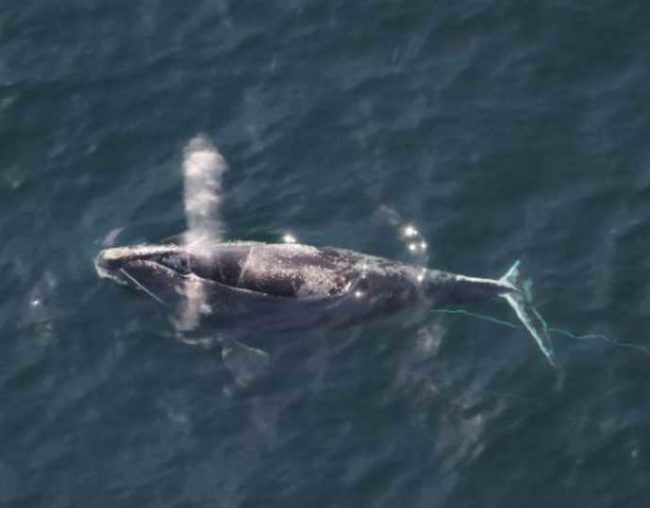 A NOAA research survey sighted North Atlantic Right Whale N. 3823, known as Sundog off the coast of Quebec, Canada on May 19, 2022, with a mouth entanglement. Photo by NOAA Fisheries/Mylene Dufour