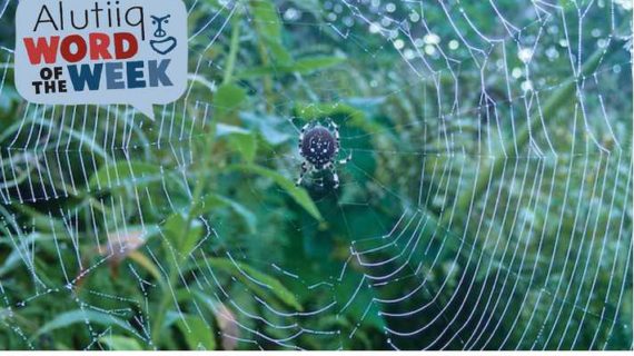 Spider-Alutiiq Word of the Week-July 24th