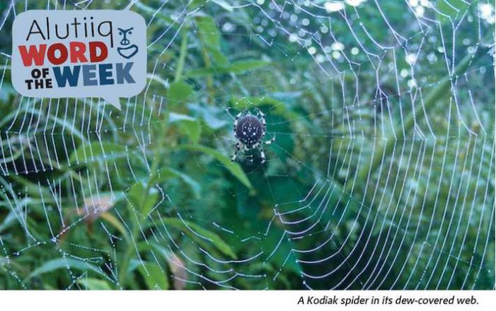 Spider-Alutiiq Word of the Week-July 24th