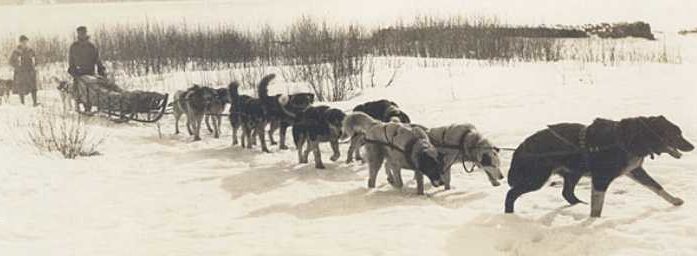 The stubby legs of ancient sled dogs helped people traverse the Arctic for the past 9,000 years