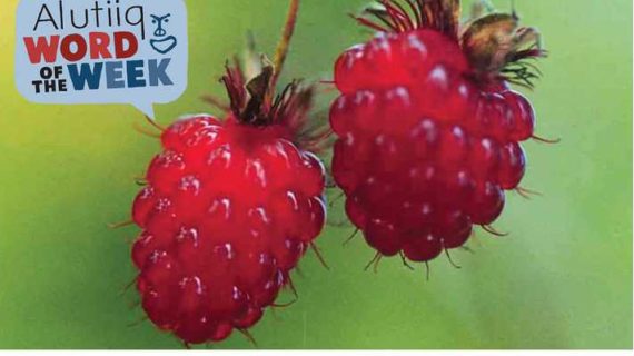 Berry-Alutiiq Word of the Week-July 31st