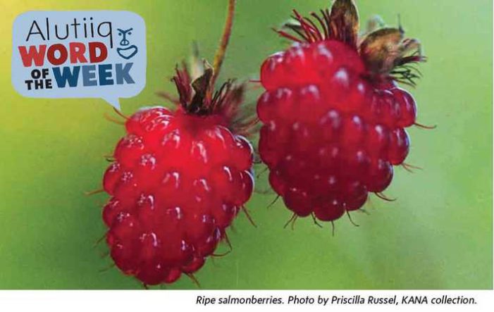 Berry-Alutiiq Word of the Week-July 31st