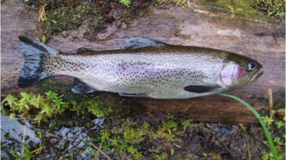 This Day in Alaska History-August 5th, 1952