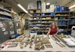 Elizabeth hall, assistant paleontologist for the Yukon government in Whitehorse, stands in her office laboratory. Photo-Ned Rozell