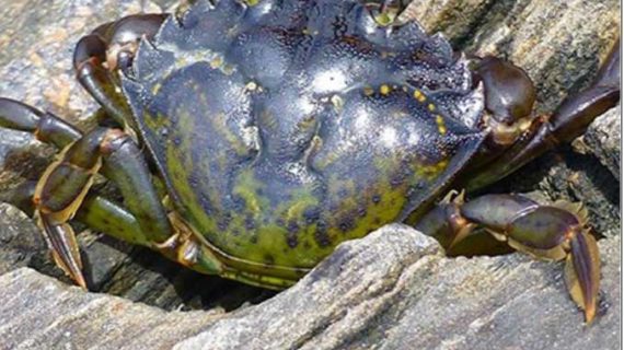 First Observation of Invasive European Green Crabs in Alaska at Annette Islands Reserve