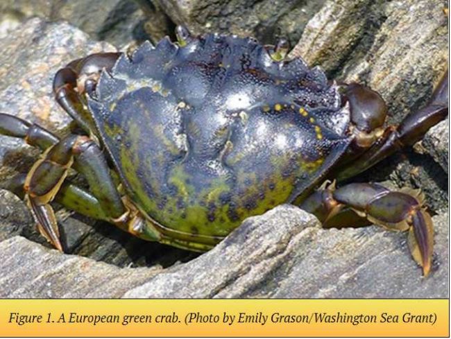 First Observation of Invasive European Green Crabs in Alaska at Annette ...