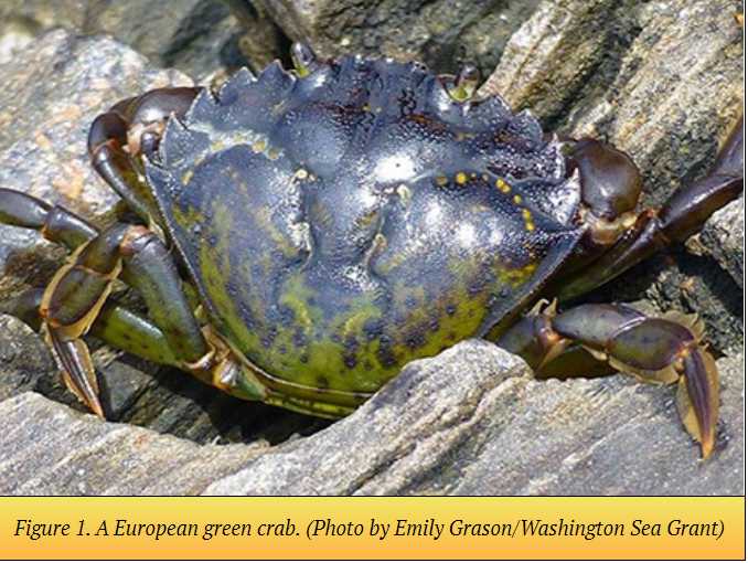 First Observation of Invasive European Green Crabs in Alaska at Annette Islands Reserve