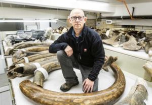 Matthew Wooller of University of Alaska Fairbanks poses amid Woolly Mammoth tusks at the university. Photo by JR Ancheta