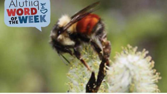 Bumblebee-Alutiiq Word of the Week-September 11th