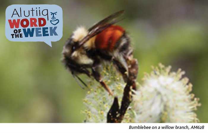 Bumblebee-Alutiiq Word of the Week-September 11th