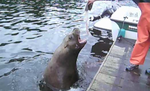 Take the Lead, Do not Feed