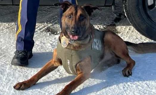 Fairbanks Man with Warrant Arrested after Harming K9 Kenny