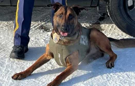 K9 Kenny Apprehends Hit and Run Driver in Fairbanks