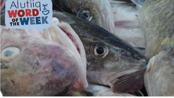 Fish Head-Alutiiq Word of the Week-October 2nd